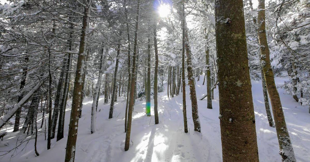 woodsglade.jpeg