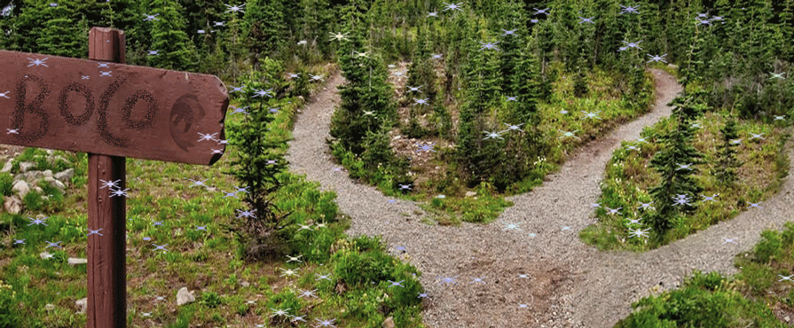 paths.gif