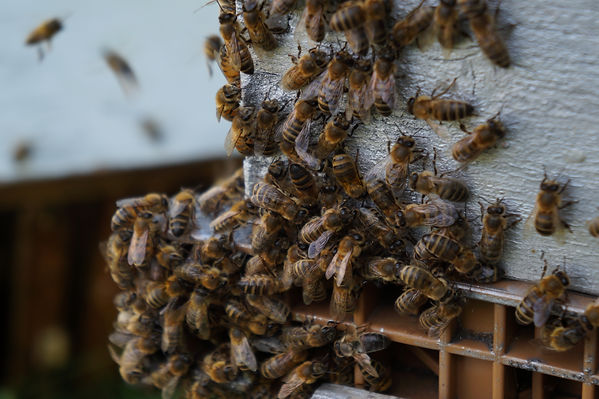 abeilles
