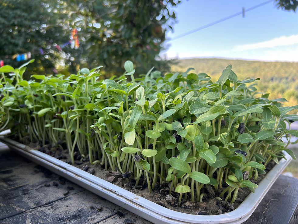 Cum obținem germeni și vlăstari