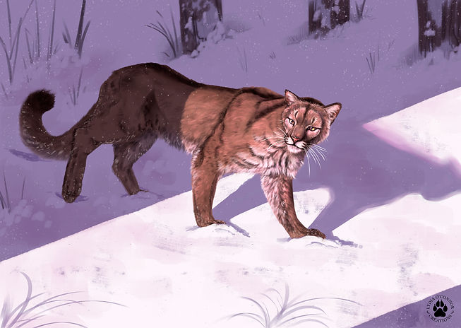 cougar in snow with dramatic lighting copy.jpg