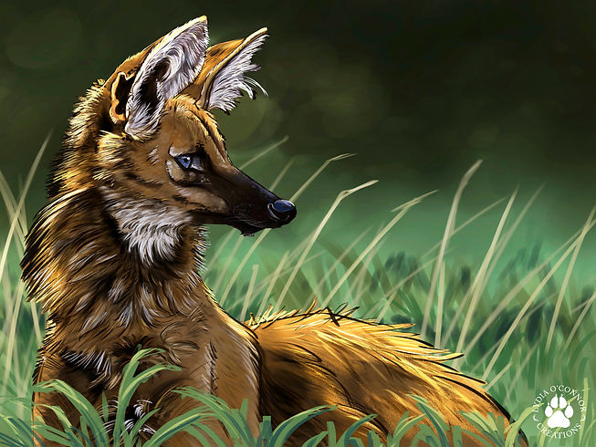 maned wolf portrait 18x24 small file.jpg