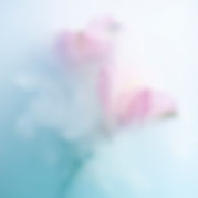 3_FvdS_bloomingimage_LR_27 juni 2025.jpg