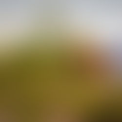 تحقيق الاستدامة في المملكة العربية السعودية: التحديات والمتطلبات