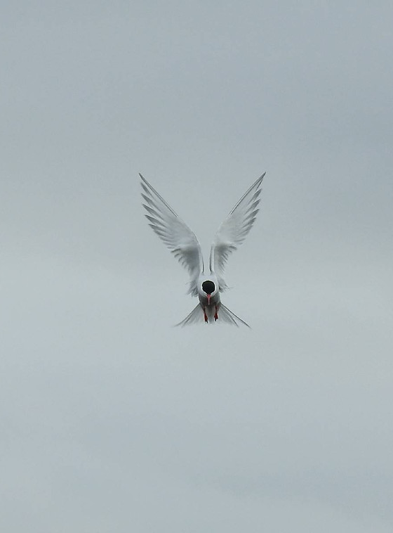 chanteuse_ecrivain_lyon_france_artiste_poesie_jazz_musique_ecrire_camille_rousset_mademoiselle_balladin_album_fragile