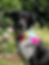 Dog wearing a handmade tropical floral bandana with vibrant floral pattern