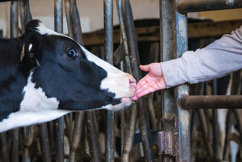 Wagyu cross calves in the barn at Benner Beef