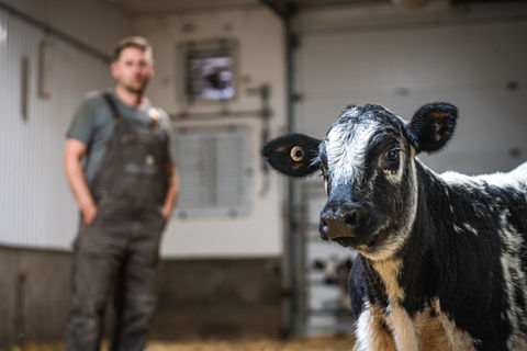 Wagyu beef cross calf in front of farmer