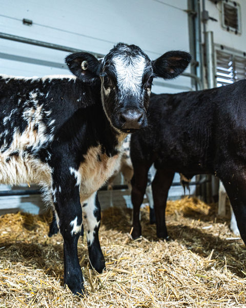 Holstein cross calf at Benner Beef