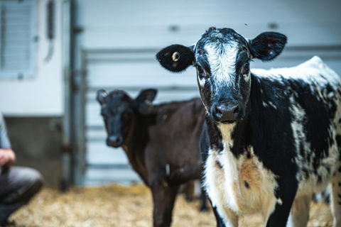 Wagyu cross Calf in the barn at Benner Beef
