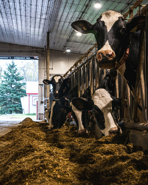 Holstein cross Cows eating silage at Benner Beef
