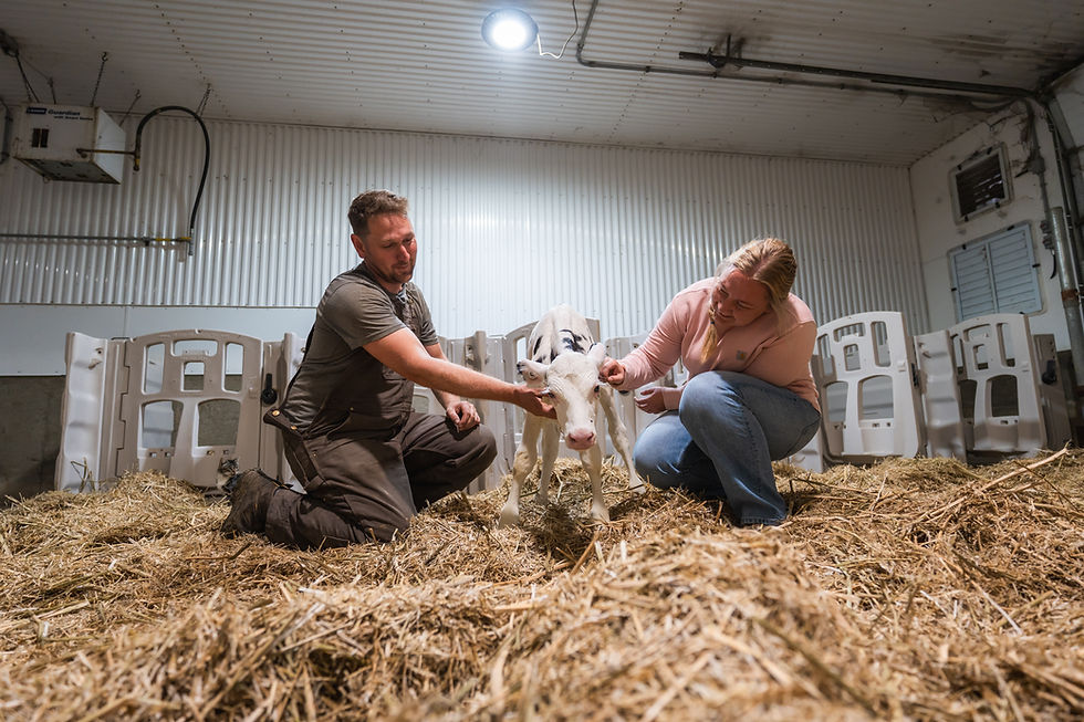 Dairy Calf in Steinbach Manitoba at Benner Beef 