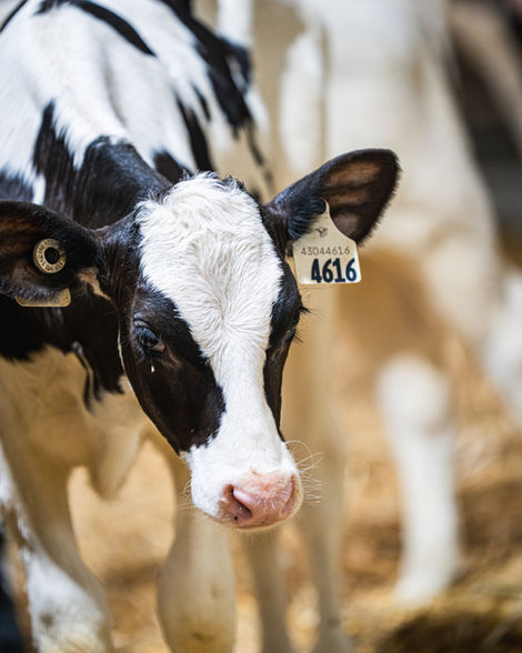 Calf at Benner Beef in Steinbach Manitoba