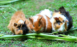 landscape-nature-animal-cute-63853.jpg