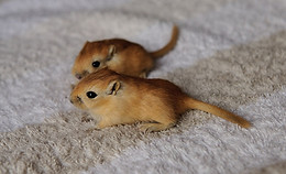 gerbil-1280739_960_720.jpg