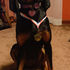       Show That Coonhound Off!