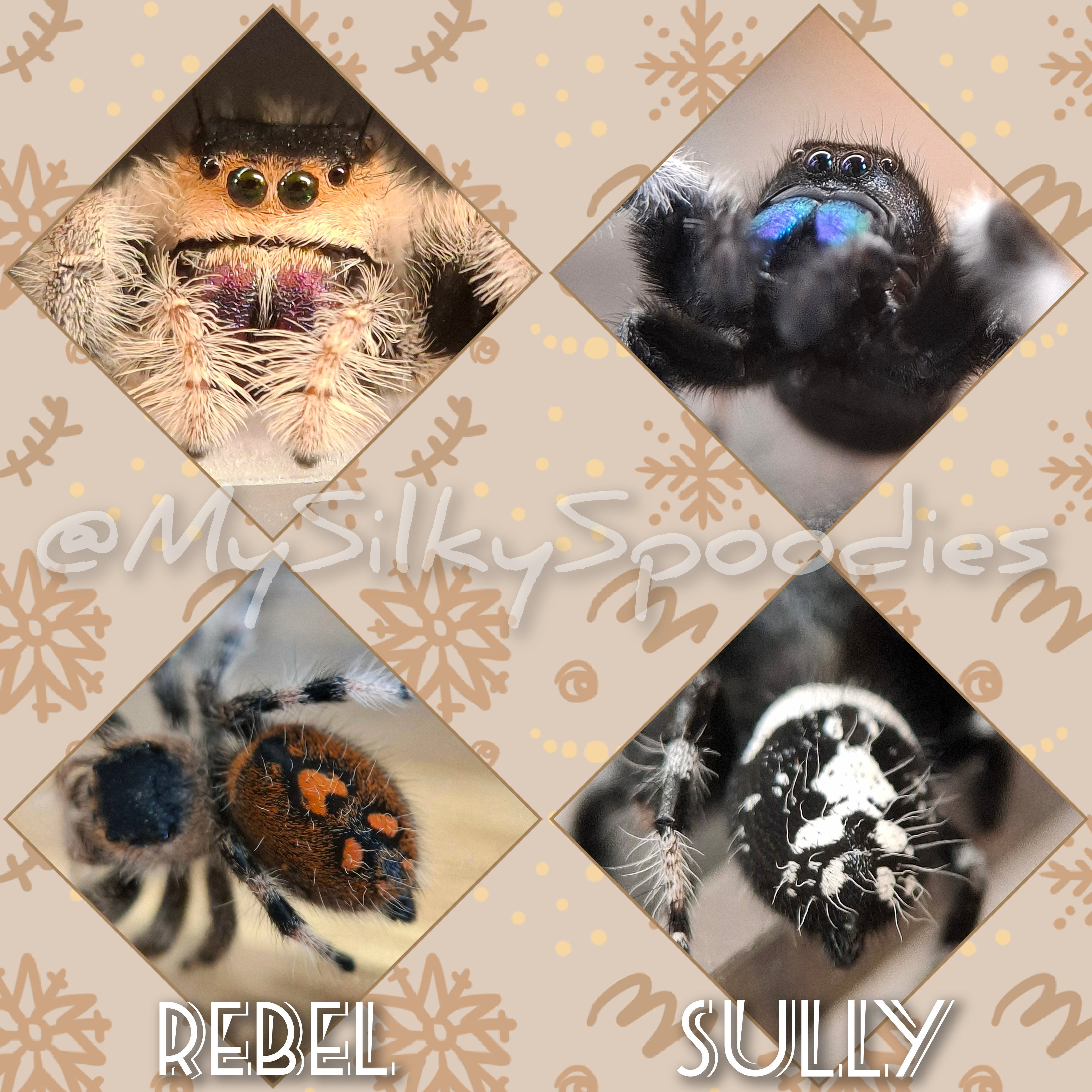 Phidippus regius - Soroa male juveniles (Randomly Picked)