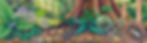 CONTACT_ NEW rainforest image.jpg