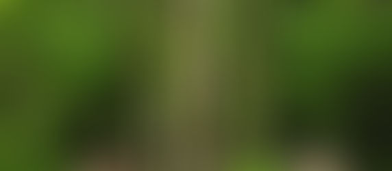 Die Kraft der Natur: Wie Zeit im Freien zur Entspannung beitragen kann