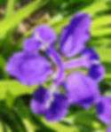 Purple iris (summer)