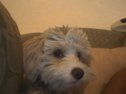 cuidados de tu perro