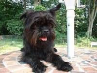 affenpinscher