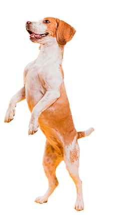 cachorro cirurgia ribeirao pires Clinica veterinaria