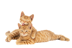 gatos castração Clinica veterinaria