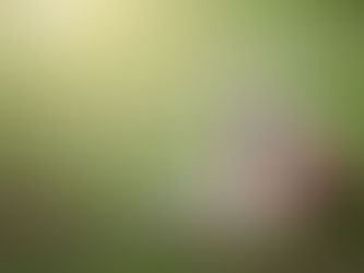 Cachorro com Ferida na Pele