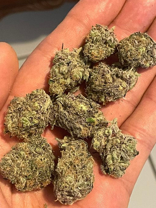 Pitbull weed