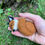 Thumbnail: Sleeping Fox