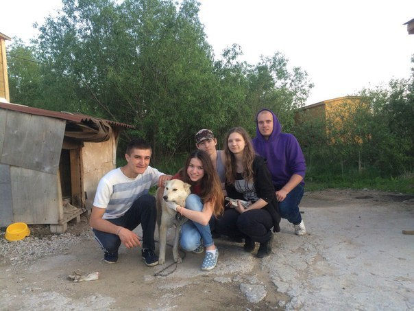 Помощь приюту «Верные друзья»