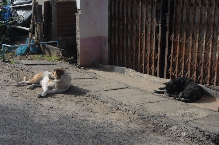 相変わらずグータラしている村の犬たち