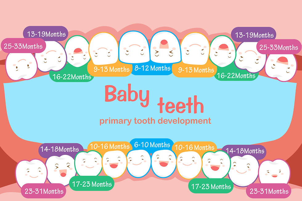 Chart showing the typical schedule for teeth eruption in babies and toddlers