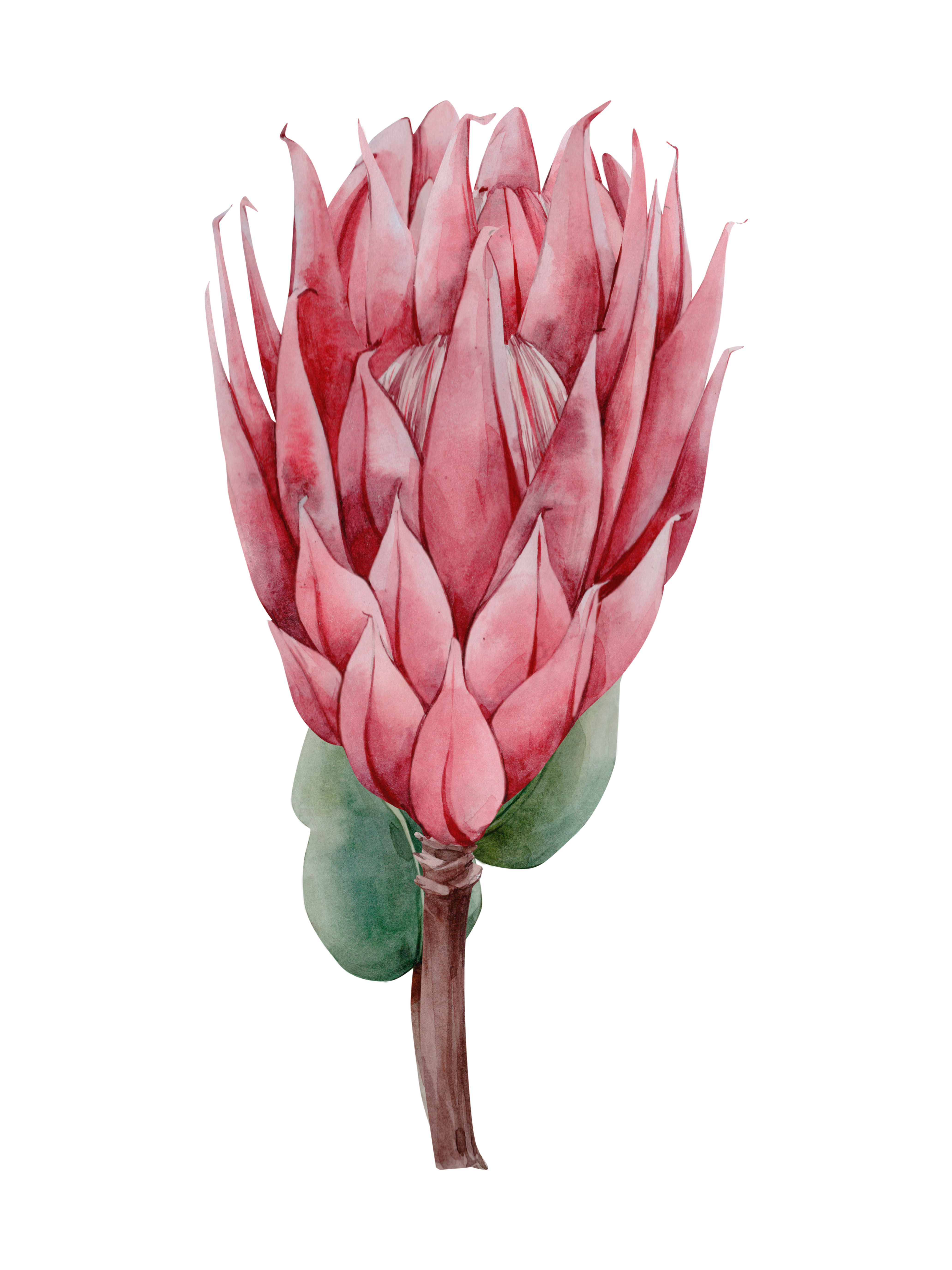 THYNK Signature Journal- Fynbos