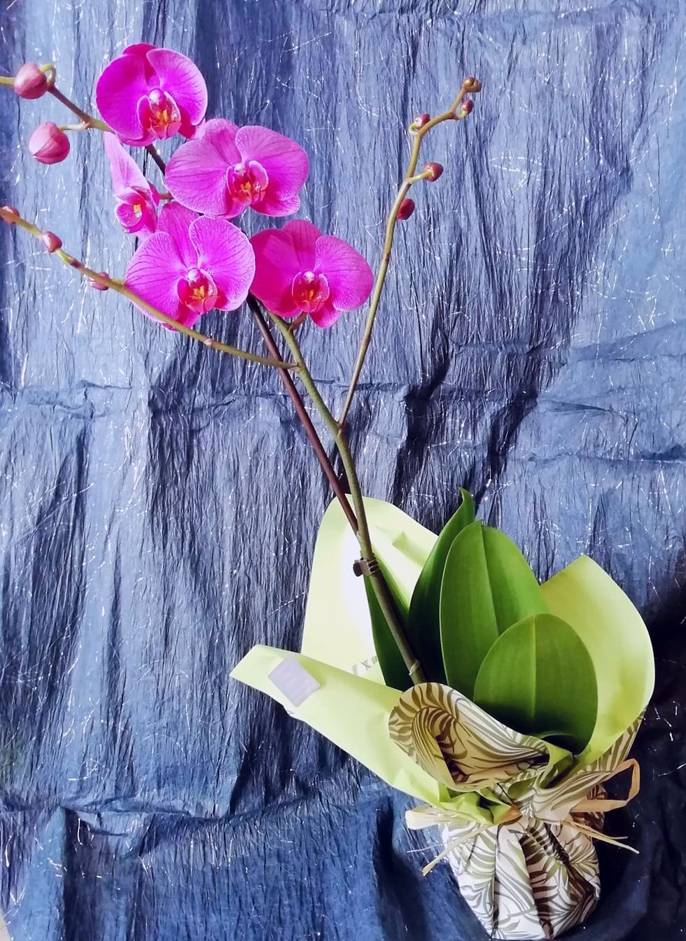 Miniatura: Orquídea em Vaso