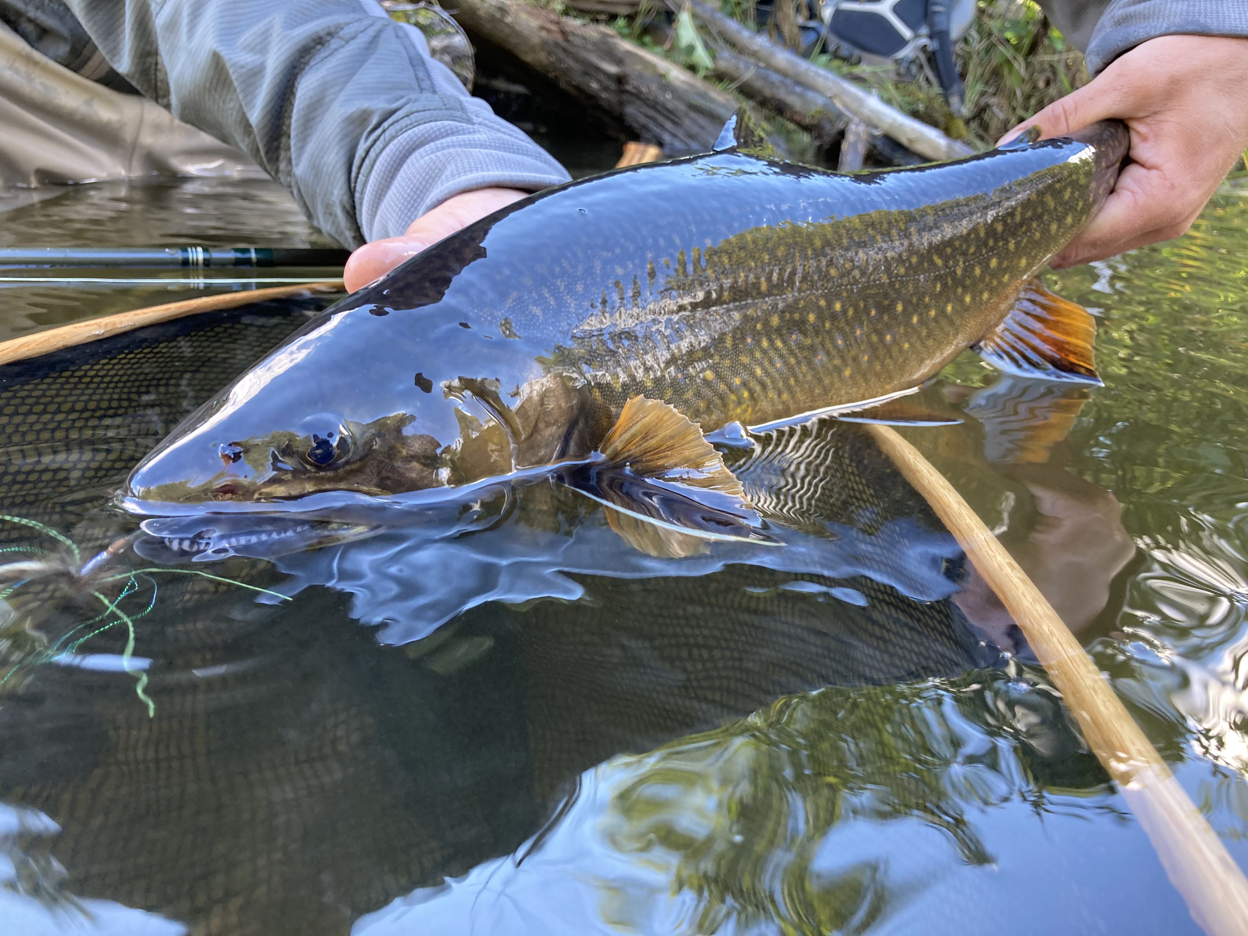 Walleye fishing packages — Hot Take Angling – Hot Take Angling