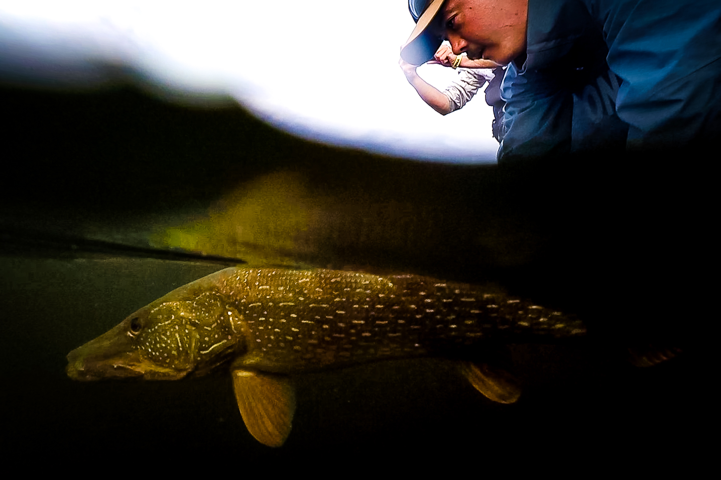 Forfaits de pêche au doré — Hot Take Angling – Hot Take Angling
