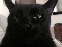 Naperville Pet Sitting