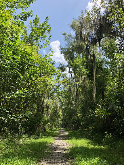 Southern trees on vacant acreage
