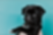 priscilla-du-preez-TAAhBuhE_9Y-unsplash.png