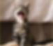 amanda-klamrowski-4b38cvtxuco-unsplash.png