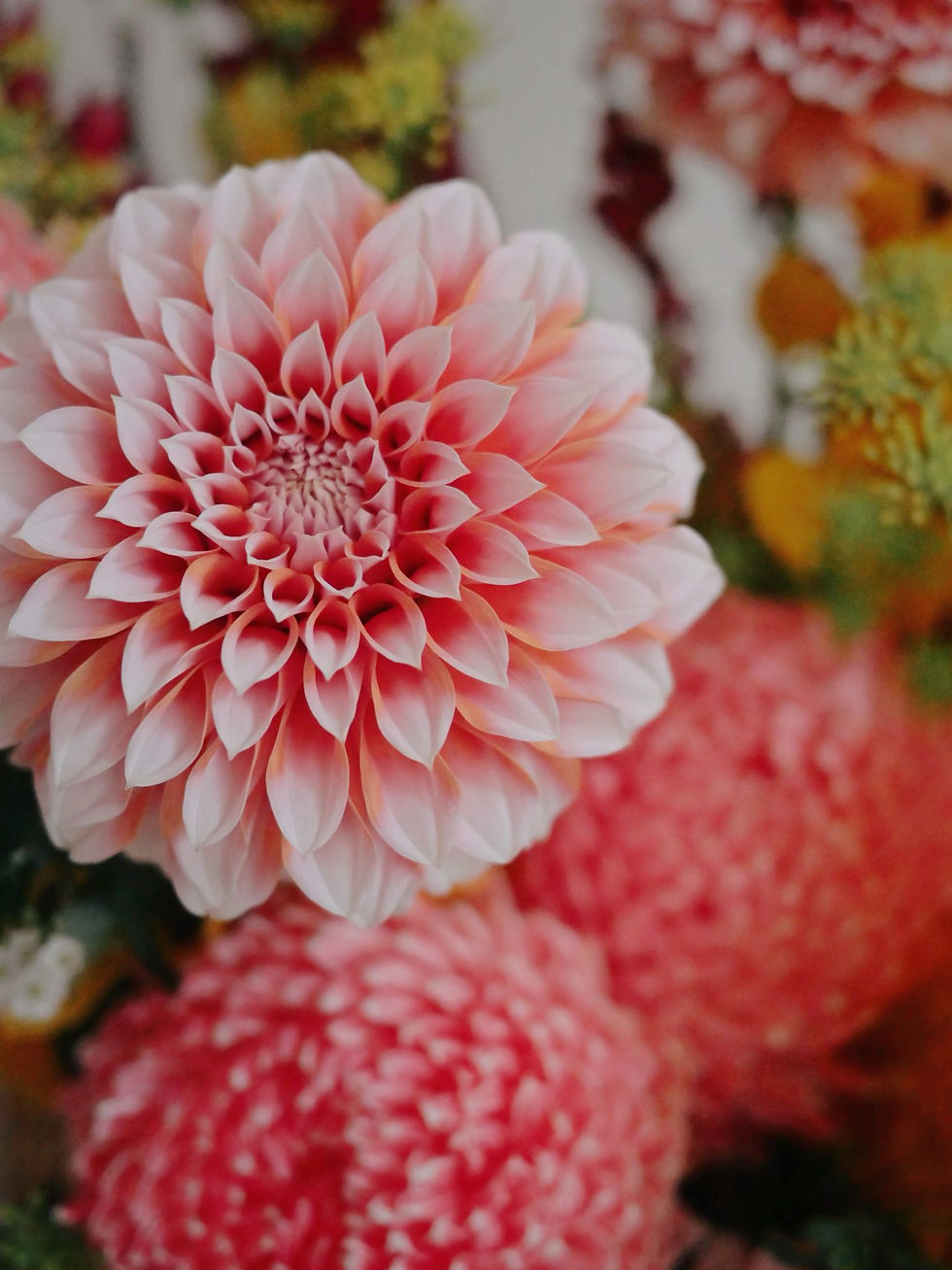 縮圖：馬年鮮花年花(大) 早鳥優惠