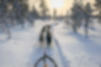 Paseo en trineo de perros en Rovaniemi, Finlandia