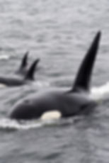 avistamiento de ballenas en tromso, Noruega