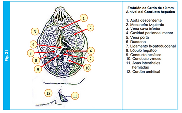 CapturaFIG 21 ATLAS.PNG