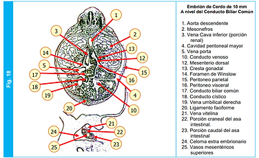 CapturaFIG 18 ATLAS.PNG
