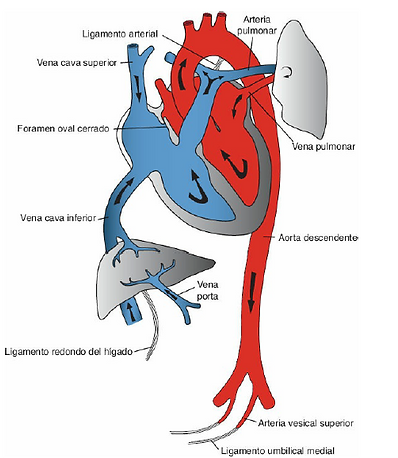 CapturaCIRCULACION POST NATAL.PNG