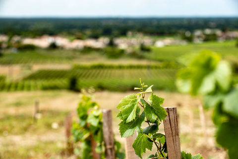 Vignes du Domaine des Perchés