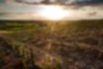 Image représentant le Domaine des Perchés, ses vins, ses vignobles, et son engagement pour l'excellence viticole
